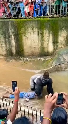 Gorilla attacks in a zoo