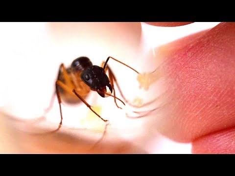 How to set up a queen ant to start a colony