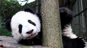 Panda stretching its hand for help. Is there anyone who can lend her a hand? (Ke Nian) #HiPanda #ChengduPandaBase For more panda information, please check out: http://en.ipanda.com | iPanda