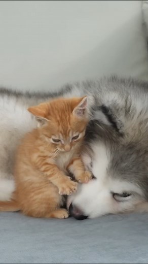 What Does A Tiny Kitten Do When He Finds A Sleepin | Cat House