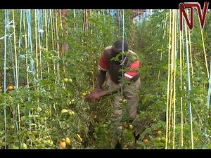 ON THE FARM: Cherop reaps big from innovative tomato growing method