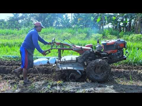 Aksi Traktor Quick Rotari: Membongkar dan Memperbaharui Guludan Di Sawah!