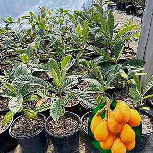 Loquat Tree Live Plant, Grafted Loquat Tree,10 to 12 Inc in Height, a Half Gallon Pot