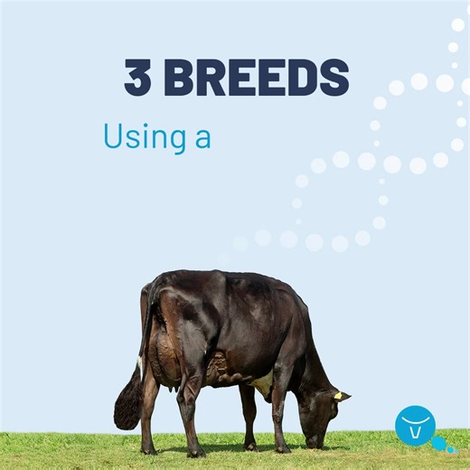 Crossbreeding can boost fertility, health and lifetime production in your dairy herd - but which system to use: two-way or three-way rotation? 🤔❓ Three-breed crossbreeding is best, as heterosis remains higher than in two-way crossbreeding – levelling at 86% vs. 67% in two-way. Rely on our proven, three-breed rotational crossbreeding concept using VikingRed, VikingJersey and VikingHolstein and get a profitable and easy-to-manage herd. With VikingGenetics, inbreeding will be a thing of the past �