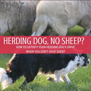 A Fun Game to Satisfy Your Herding Dog's "Herding Instinct"
