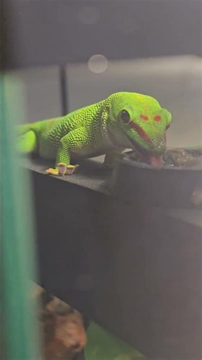 🦎 Unbelievable Nature! Watch This Green Gecko Lick Its Own Eye to Clean It! 🌿👀