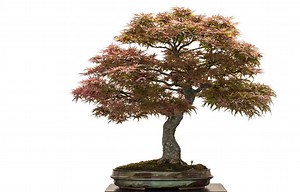 Japanese Maple Bonsai Tree