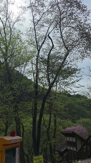 벛꽃 #금산군 #남이면 #금산산림문화타운 #남이자연휴양림
