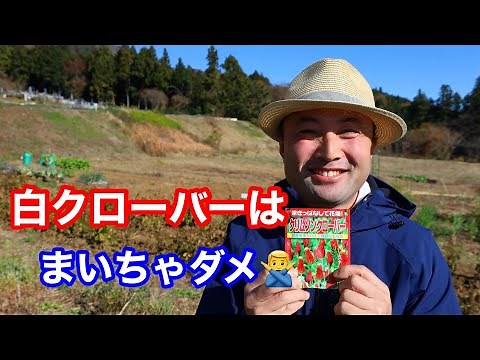 [Natural Vegetable Gardening] Winter Soil Prep! How to Use Crimson Clover