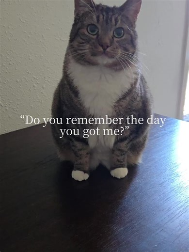 Its Stinky Mewp Mewps Aurora Sunday!#catmomlife #tabbycat #tabbycatsoftiktok #fyp #catsoftiktok