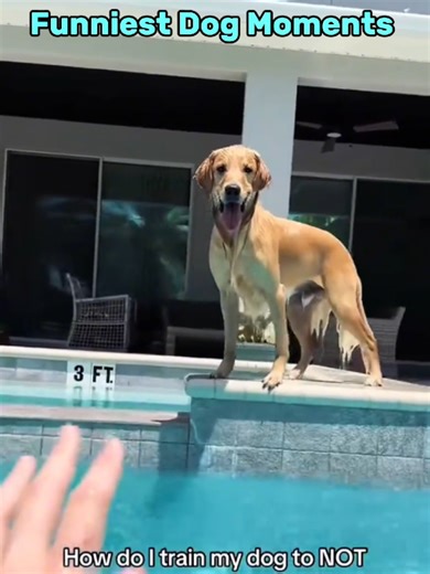 Hilarious Dog Moments to Brighten Your Day