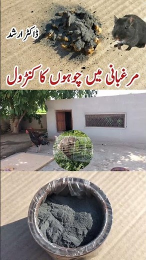 Rat Trapping Tips | How to Keep Rodents Away from Coop | Pets Safety | Dr. ARSHAD