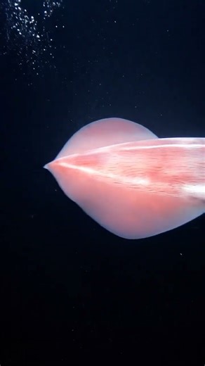 The Giant Squid Was Real All Along 😱 Blue Planet Insights #GiantSquid #DeepSeaDiscovery