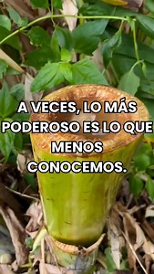 🌱 A veces, lo más poderoso es lo que menos conocemos. Dentro del platanero se esconde un secreto ancestral: el agua del tallo de plátano. Tradicionalmente se obtiene al cortar el tallo, cubrirlo y dejarlo reposar 24 horas hasta que libera su agua. ✨ ¿Para qué se ha usado de forma tradicional? 💧 Apoyo a la salud renal 🧽 Ayuda a la depuración natural 🚿 Favorece la eliminación de líquidos 🌿 Sensación de limpieza interna ☀️ Se suele tomar por la mañana, como parte de hábitos naturales. ⚠️ No su