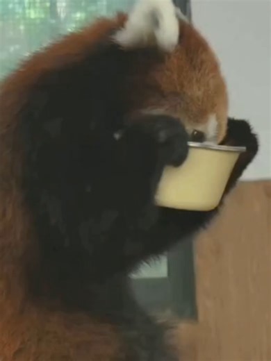 redpanda code #redpanda #แพนด้า #funny #cute #animal