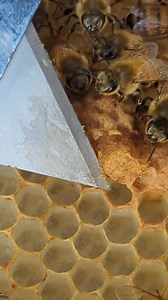 broken queen cell #bee #honeybeedance | Funny beehive