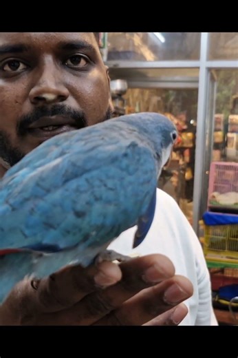 Talking big parrot/ Pet Mafia Kolathur