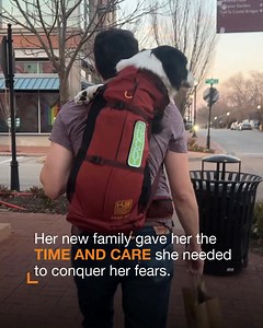 10K reactions · 540 shares | Just $25 can provide vital wellness care for homeless pets like Ducky. With your monthly support, these pets receive the time, love, and medical attention they need to thrive and prepare for their next home. Find out how you can help pets get out of shelters and into homes. | Best Friends Animal Society | Facebook