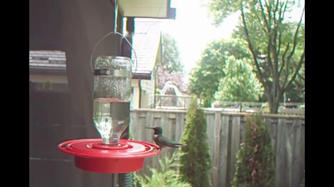 How to Make Hummingbird Food