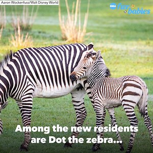 25K views · 253 reactions | See some of the 300 new babies at Disney’s Animal Kingdom! ❤️ The diverse births from aquatic animals to mammals are important for maintaining the species’ survival. https://gma.abc/3s5yoNB | Good Morning America | Facebook