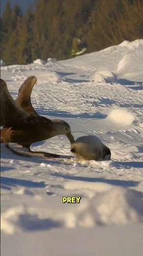 The Southern Giant Petrel drags the penguin chick away from its mother to enjoy its prey