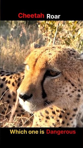 Lion roar ' cheetah ' tiger ' Black panther