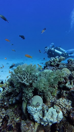 🌊 Explore the magic of the Red Sea! Every dive is a new story — colorful reefs, curious fish, silent wrecks, and that weightless feeling of pure freedom. Whether it’s your first time or your hundredth, the Red Sea always finds a way to surprise you. | BlueMarlin Redsea