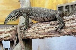 Argus Monitor Care Sheet | Reptiles' Cove