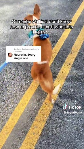 Understanding Aussie Doodles and Mixed Breeds