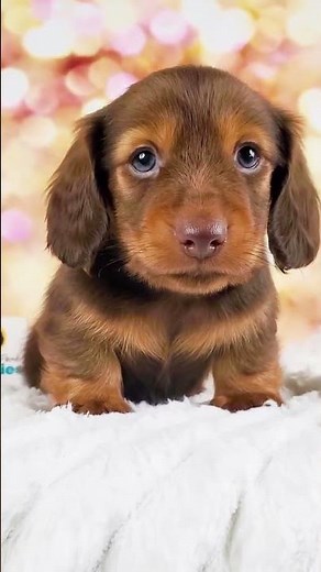Say hello to Buster, the long-haired Mini Dachshund boy with a rich chocolate and tan coat, a bold