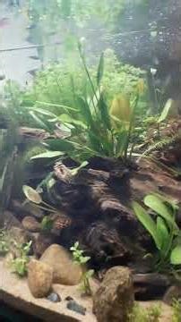 Planted Tank Setup 🐠🌿 | RGB Aquarium #Shorts