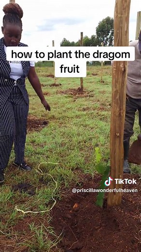 the process of planting dragon fruit 254790.266.19o