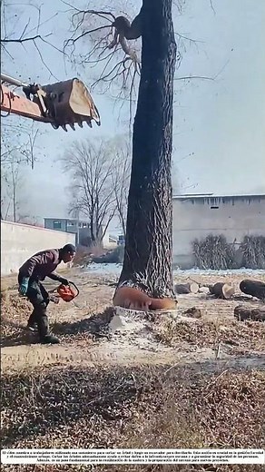 Talar árboles con precisión: Un equilibrio entre fuerza y cuidado