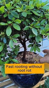 26K views · 230 reactions | Root stimulator and disinfectant #garden #gardening #plants #planting #planthacks #gardenhacks #gardeningmakemehappy #gardeningtips #gardeningideas #gardeninspiration #gardenlove | Garden Tips | Facebook