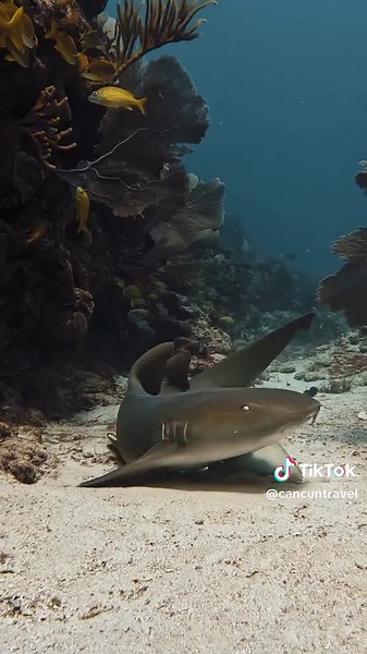 Life is full of magical moments, and diving in Cancun is one of them 🦈💧 Plunging into paradise is the best way to connect with nature and discover its incredible marine inhabitants. 🪸🤿 . . . La vida está llena de momentos mágicos y bucear en #Cancún es uno de ellos 🦈💧 Sumergirte en el paraíso es la mejor forma de conectar con la naturaleza y descubrir a sus increíbles habitantes marinos. 🪸🤿 IG: cookie_maestri #MexicanCaribbean #CaribeMexicano #TheSignatureParadise #VisitMexico #Travel #V