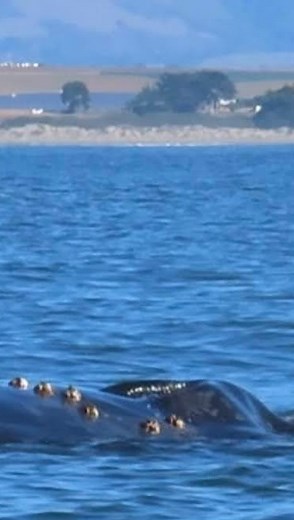 An Adventure With Blue Water Ventures。。 As we ventured offshore, we were prepared to enjoy the magnitude of Monterey Bay National Marine Sanctuary, perhaps no whales within kayaking distance, but once again....the magic happened. We spent the morning with a very slow moving "logging" humpback whale. It repeatedly surfaced near us gently exhaling, taking another breath and resting virtually motionless, replenishing it's oxygen supply before sinking below the surface. After so many years, I still 