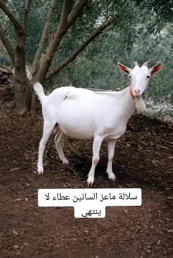 سلالة ماعز السانين: عطاء غير محدود