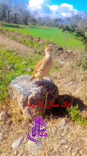 Here’s a clean, attractive YouTube videos about care tips, feeding training of Irani teeter care