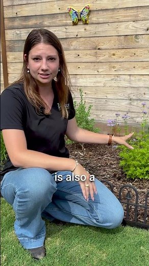 How To: Pet Friendly Garden