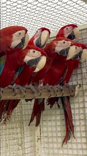 Red-and-green macaw | Green wing macaw