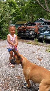 76K views · 814 reactions | Boerboel vs Baby! It’s like watching a...