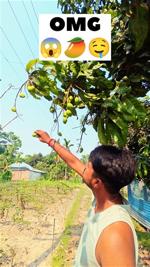 PEHLI AAM🥭KI CHAAT😱🤤😭 |mini vlog| #shorts #ytshorts #minivlog #mango #villagelife #rawmango #vlog