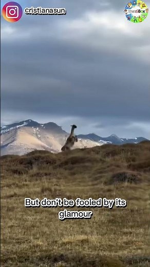 This Isn't a Llama... It's a GUANACO! 🤯