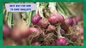 How To Cure Shallots Using The Best Method - Farmer Grows