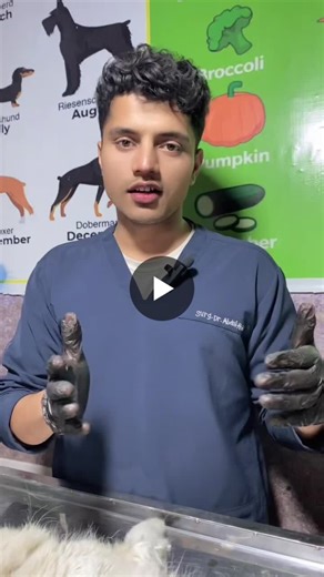 Understanding Branula vs Cannula for IV Infusion and Blood Sampling | Dr. Abdul Ahad DVM posted on the topic | LinkedIn