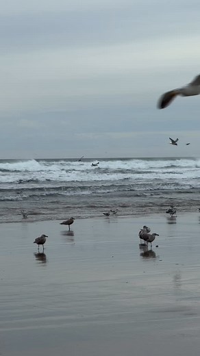 390 reactions · 27 shares | Your daily dose of Oregon Coast wave & bird watching therapy from the Tillamook Coast. Salty Raven stores are open 11-5 everyday. Tillamook * Cannon Beach * Astoria Saltyraven.net #tillamook #seagulls #tillamookcoast #oregon #oregoncoast #oregonisbeautiful #oceantherapy #pnw #oregonartist #saltyraven #saltyravencannonbeach #saltyravenastoria | Salty Raven | Facebook