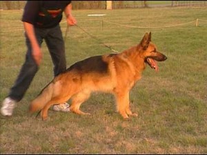 The German Shepherd Dog the German Way 2- Structure