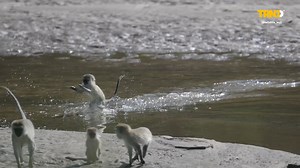 2.3K views · 13 reactions | This funny animals will do many acrobatic jumps in the river | TRND | Facebook