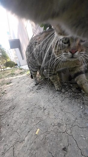 Maxwell the Cat: Encounter with a Rival