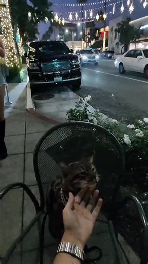 Baki & Bella on Instagram: "POV Baki in LA #foreignbengals #baki #bengalcat #catsofinstagram #snowbengal #silverbengal #leopardcat #catpov"